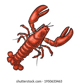 Lobster isolated on white background. Vector color vintage engraving illustration for menu, web and label. Hand drawn in a graphic style.