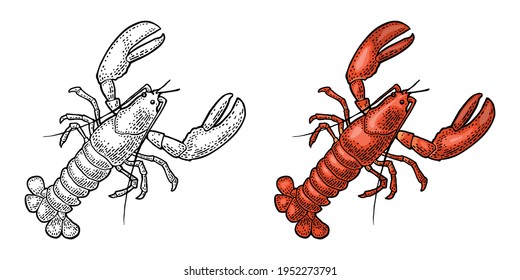 Lobster isolated on white background. Vector color and monochrome vintage engraving illustration for menu, web and label. Hand drawn in a graphic style.