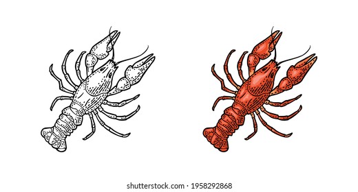 Lobster isolated on white background. Vector color and monochrome vintage engraving illustration for menu, web and label. Hand drawn in a graphic style.