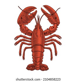 Lobster isolated on white background engraving vector illustration for seafood menu. Hand drawn crustacean in a vintage style.
