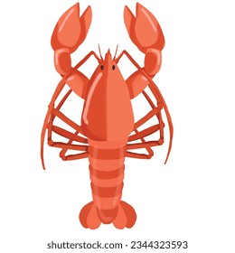 Lobster isolated on white background as fresh seafood 
