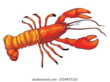 Lobster isolated on white background