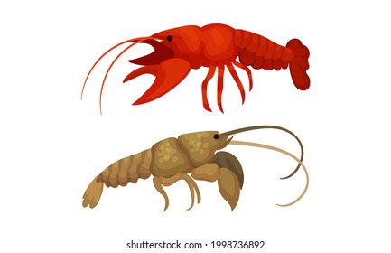 Lobster as Large Marine Crustacean with Muscular Tail and Claw Pair Vector Set
