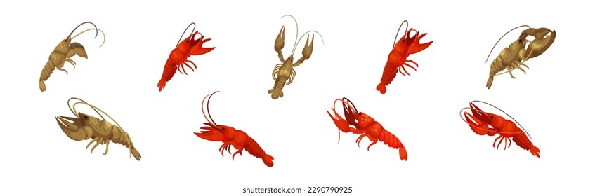 Lobster as Large Marine Crustacean with Muscular Tail and Claw Pair Vector Set