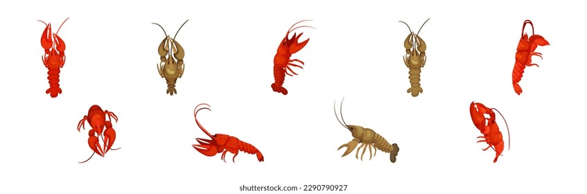 Lobster as Large Marine Crustacean with Muscular Tail and Claw Pair Vector Set
