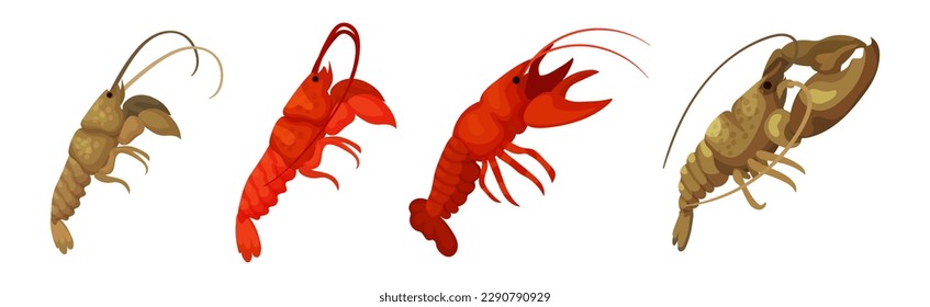 Lobster as Large Marine Crustacean with Muscular Tail and Claw Pair Vector Set