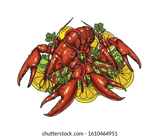 Lobster with lemon and vegetable on white background.boiled lobster vector art highly detailed in line art style.