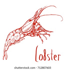Lobster line art hand drawn ink stock vector illustration