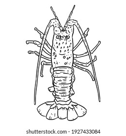 Lobster lineart doodle design for coloring book. Cute cartoon sketchbook image logo. Media graphic icon