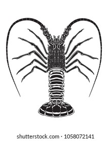 lobster on white background