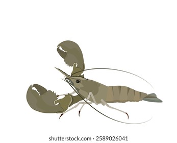 Lobster on a white background.