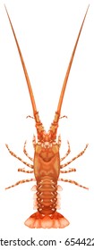Lobster on white background illustration