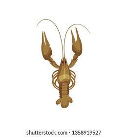 Lobster on white background. Sea inhabitant concept.