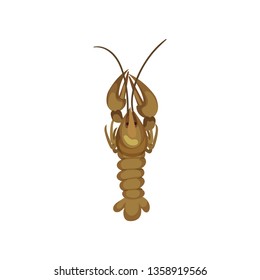 Lobster on white background. Sea inhabitant concept.