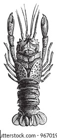 Lobster - Pemphix Sueuri (Triassic period) / Vintage illustration from Meyers Konversations-Lexikon 1897