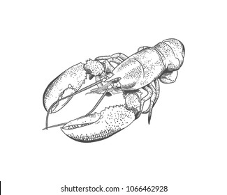 Lobster Realistic Hand Drawn Sketch Illustration Sea Food Vector