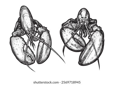 Lobster Realistic Hand Drawn Sketch Illustration Sea Food Vector. Seafood shop logo, signboard, restaurant menu, fish market, banner, poster design templates. Fresh shellfish products. Retro Vector