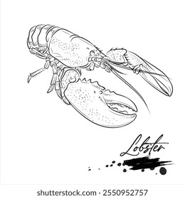 Lobster, realistic sea animal sketch, vector illustration