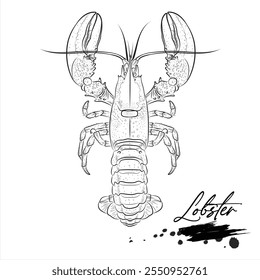 Lobster, realistic sea animal sketch, vector illustration