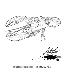 Lobster, realistic sea animal sketch, vector illustration