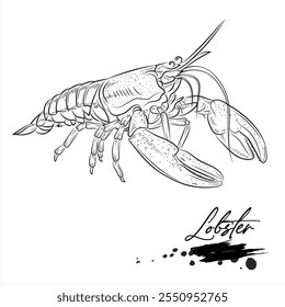 Lobster, realistic sea animal sketch, vector illustration