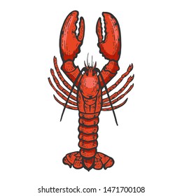 Lobster sea animal color sketch engraving vector illustration. Scratch board style imitation. Black and white hand drawn image.