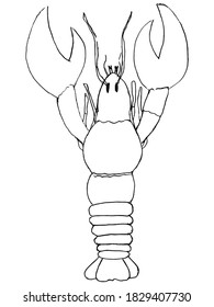 
Lobster, sea animal, delicacy for restaurants and delicious food. Vector, sketch image on white background. Can be used for print and web design