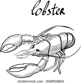 lobster, sea food, hand drawn illustration and lettering isolated on bright background. Concept for logo, menu, cards
