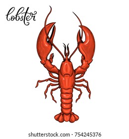 Lobster. Seafood. Vector illustration. Isolated image on white background. Vintage style.