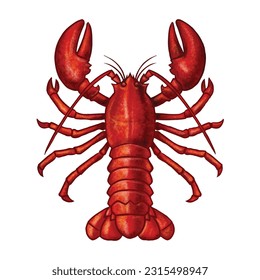 Lobster shrimp seafood vector illustration,Isolated image on white background ,Vintage style.
