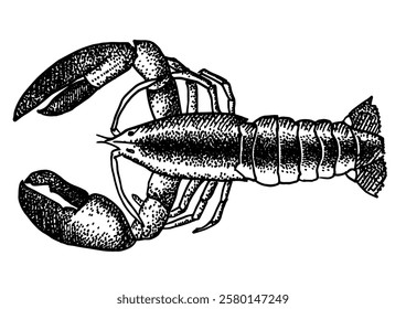 Lobster silhouette isolated on white background for menu design.  Vintage engraved sketch. Seafood dot drawing collection