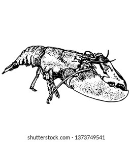 Lobster sketch for design vector illustration