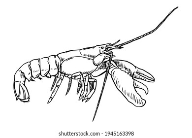 Lobster sketch isolated on white background