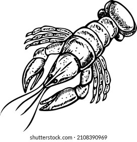 Lobster sketch.
Lobster Realistic Hand Drawn Sketch Illustration Seafood Vector.
Omar engraving.