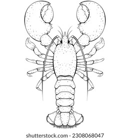 Lobster top view. Black vector illustration in hand drawn sketch doodle style. Line art for coloring book, seafood shop or menu, decor, label. Cartoon sea and ocean animal close up.