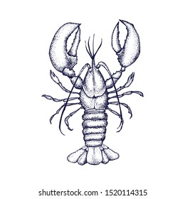 Lobster vector hand drawn seafood set. Vintage illustration