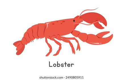 Lobster vector illustration, cartoon clipart, animal in flat style. Sea animals, underwater creatures, ocean animals, marine life concept. Lobster vector design isolated on white background