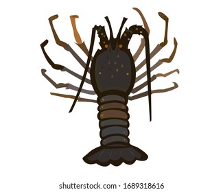 Lobster vector on white background