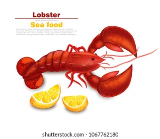 Lobster Vector realistic isolated. Fresh Detailed seafood 3d illustration