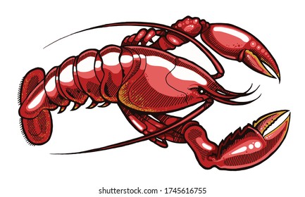 Lobster vector, Red Lobster, illustration in White Background, Seafood 