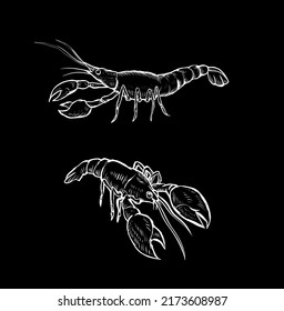  lobster Vector vintage illustration black and white colour