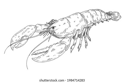 Lobster. Vintage hatching vector monochrome black illustration. Isolated on white background. Hand drawn design in a graphic ink style.