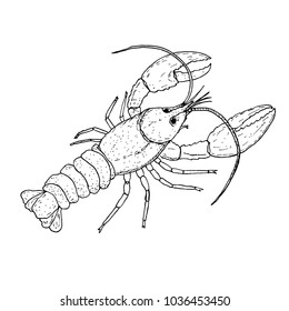 Lobster wildlife animal, hand drawn vector illustration