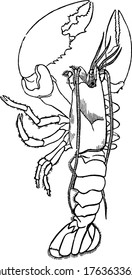 Lobsters comprise a family of large marine crustaceans, Lobsters have long bodies with muscular tails, vintage line drawing or engraving illustration.