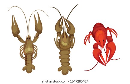 Lobsters with Thick Shell and Strong Chelate Limbs Vector Set