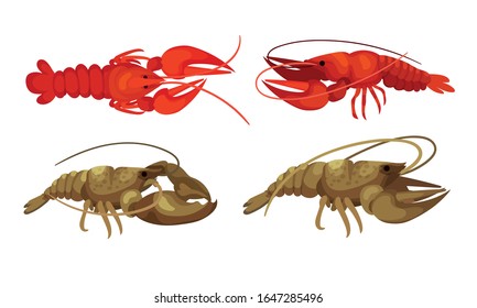 Lobsters with Thick Shell and Strong Chelate Limbs Vector Set