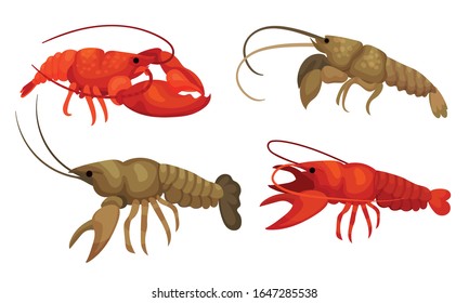 Lobsters with Thick Shell and Strong Chelate Limbs Vector Set