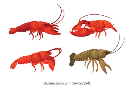 Lobsters with Thick Shell and Strong Chelate Limbs Vector Set