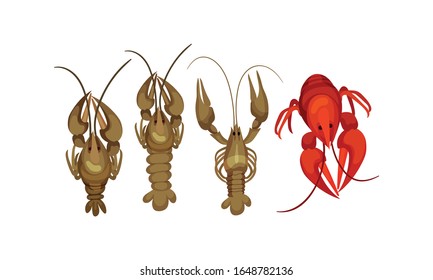 Hummer mit dicker Hülle und starker Chelatlippe-Vektorillustration