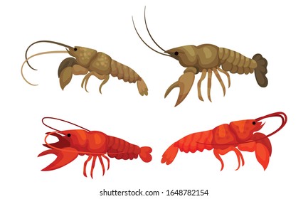 Lobsters with Thick Shell and Strong Chelate Limbs Vector Set